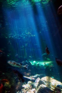 Fish swimming among rocks in sunlit blue water